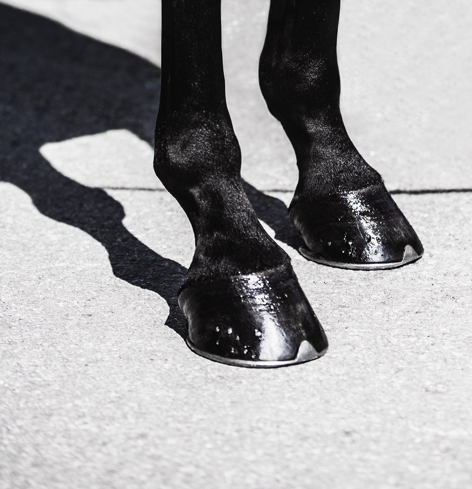 Amrita Bilimoria, Hoof, Equus Glamorous Amrita Bilimoria, Hoof, Equus Glamorous