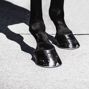 Photographie, Hoof, Equus Glamorous, Amrita Bilimoria