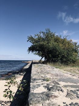 Photography, The tree on the pier, Mikaela Olovsson
