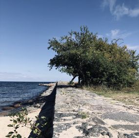 Fotografien, The tree on the pier, Mikaela Olovsson