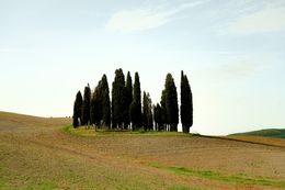 Fotografia, Cypress Hills of Val d'Orcia, Arantza NT Photography