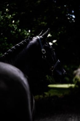 Photographie, Midsummer Night, Amrita Bilimoria