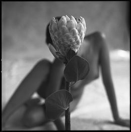 Photography, Protea #2, Mark Arbeit