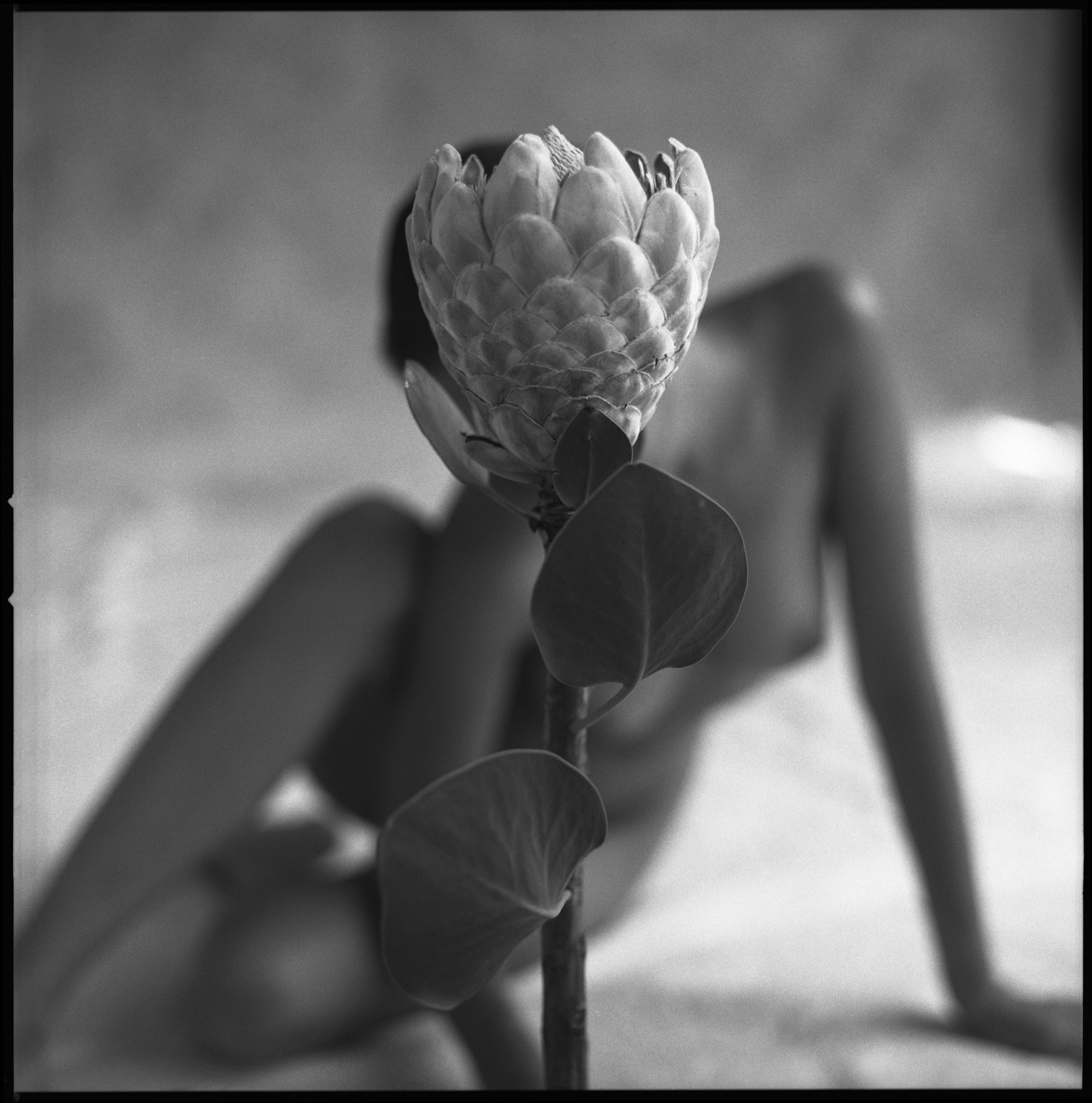 Mark Arbeit, Protea #2 Mark Arbeit, Protea #2