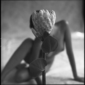 Photographie, Protea #2, Mark Arbeit