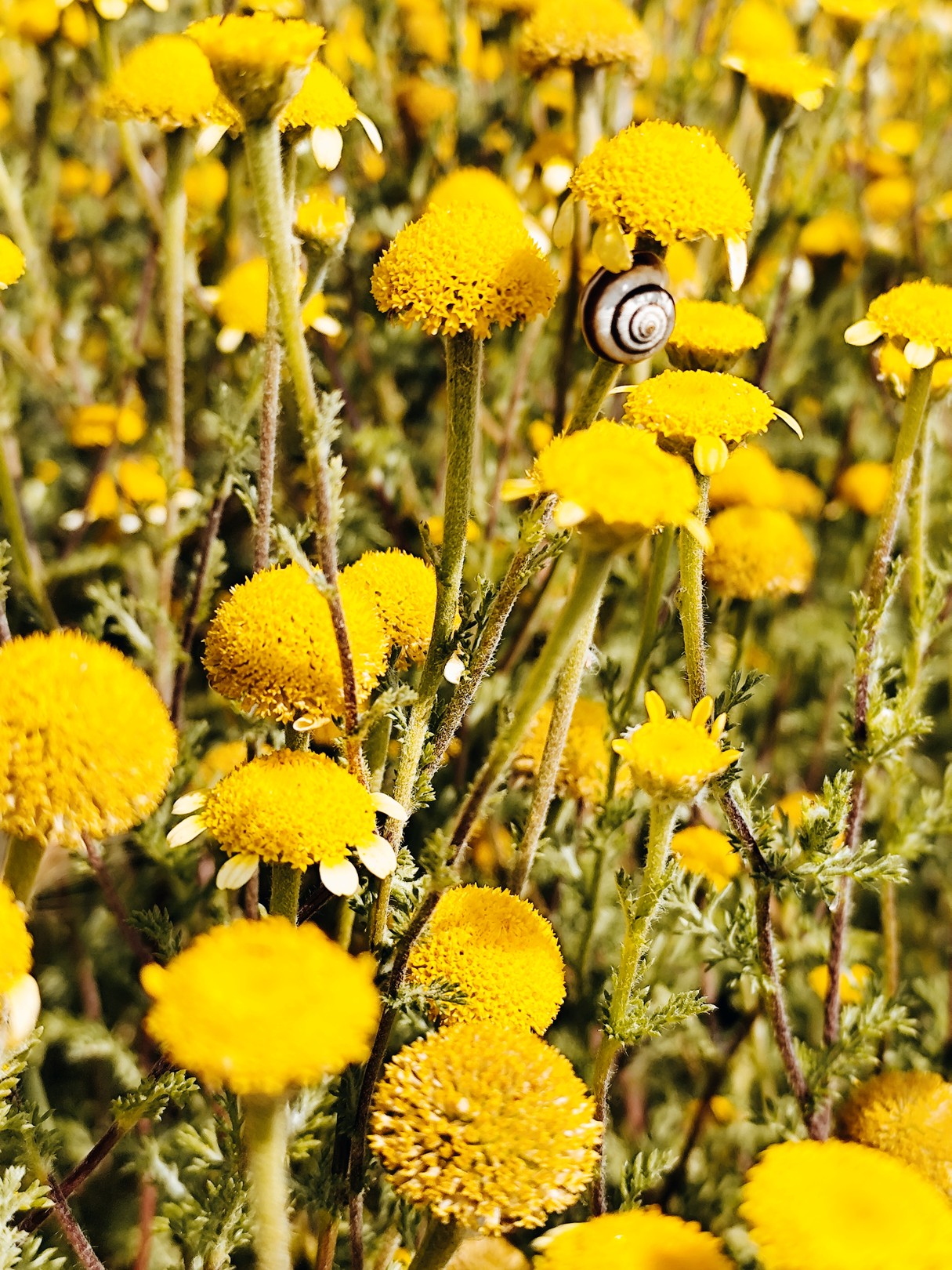 Natalya Mougenot, Daisies and a snail Natalya Mougenot, Daisies and a snail