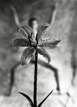 Photographie, Spider-Lily, Mark Arbeit