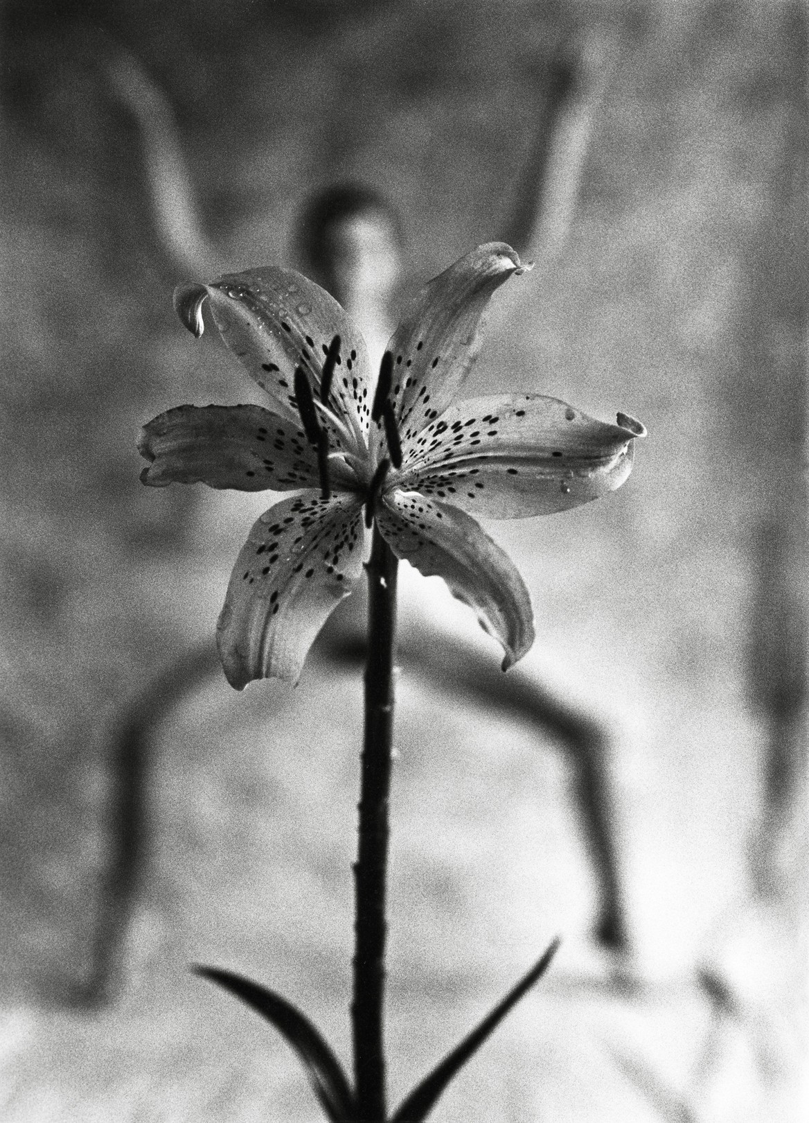 Mark Arbeit, Spider-Lily Mark Arbeit, Spider-Lily