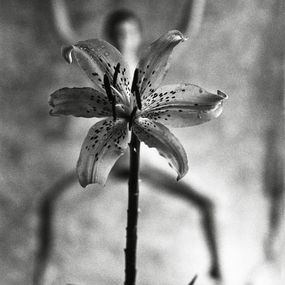 Fotografien, Spider-Lily, Mark Arbeit