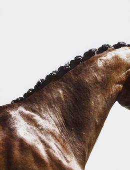 Fotografía, Equus, Align, Amrita Bilimoria