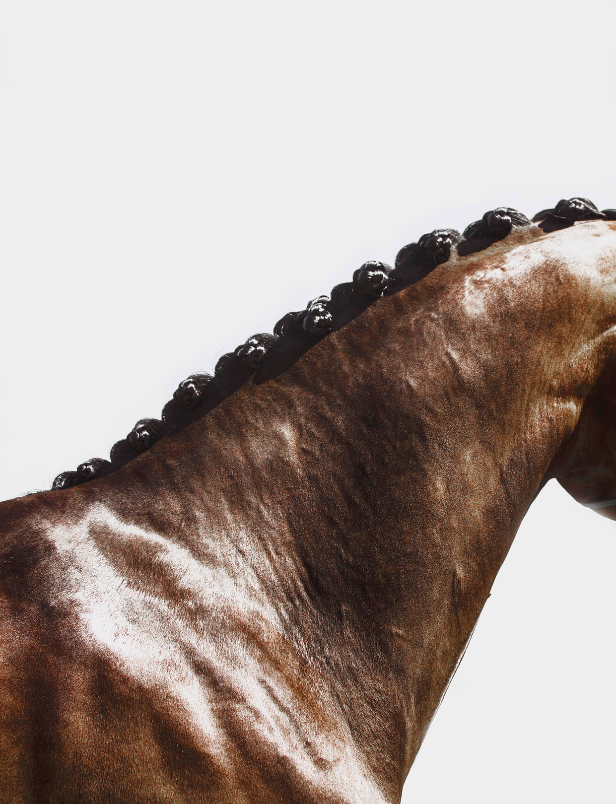 Amrita Bilimoria, Equus, Align Amrita Bilimoria, Equus, Align