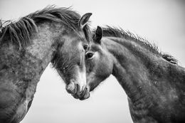 Fotografía, I am committed, Alfie Bowen