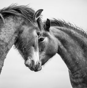 Fotografien, I am committed, Alfie Bowen