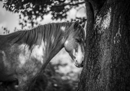 Fotografien, At one with earth, Alfie Bowen