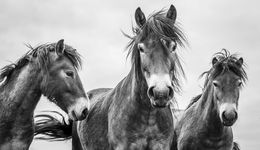 Fotografien, We Three Kings, Alfie Bowen