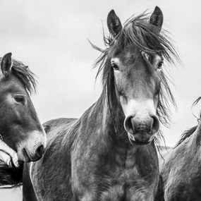 Photography, We Three Kings, Alfie Bowen