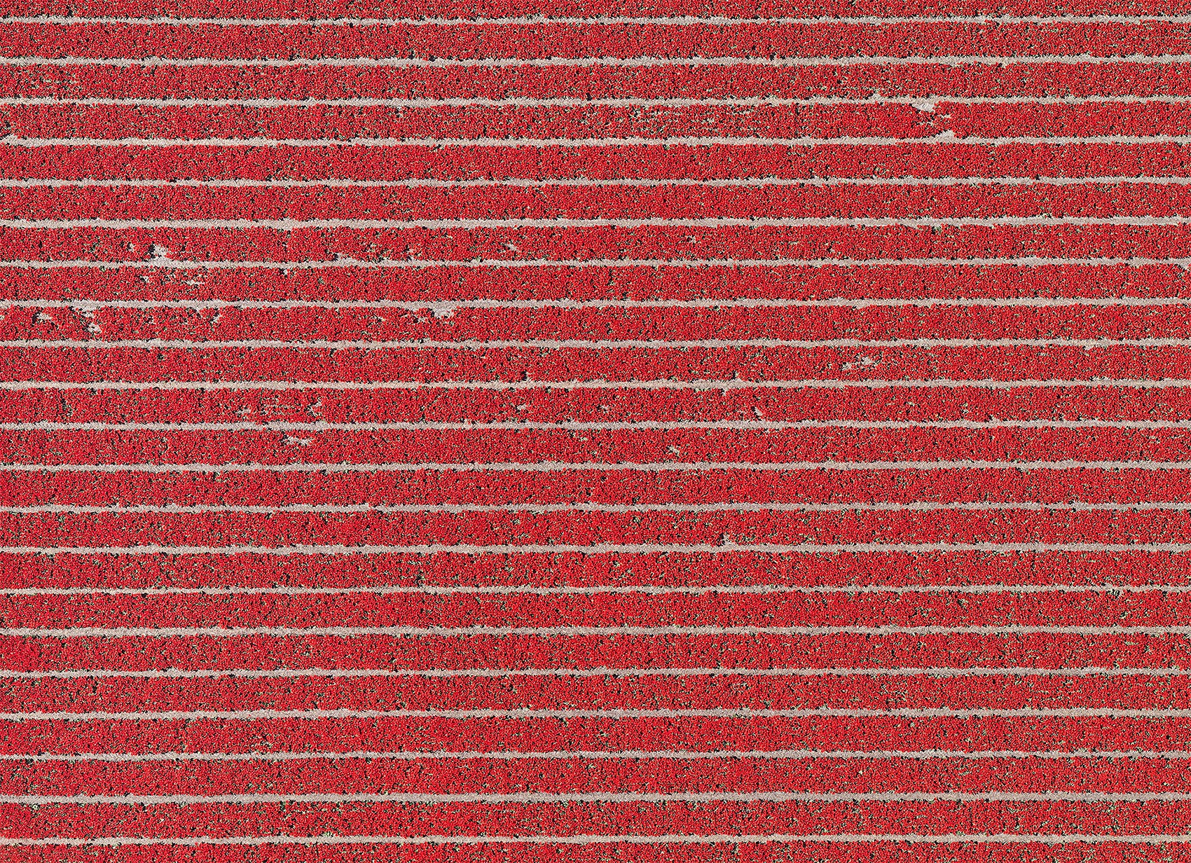 Bernhard Lang, AV_Tulip_Fields_020 Bernhard Lang, AV_Tulip_Fields_020