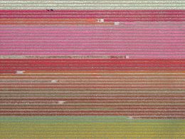 Photographie, AV_Tulip_Fields_035, Bernhard Lang