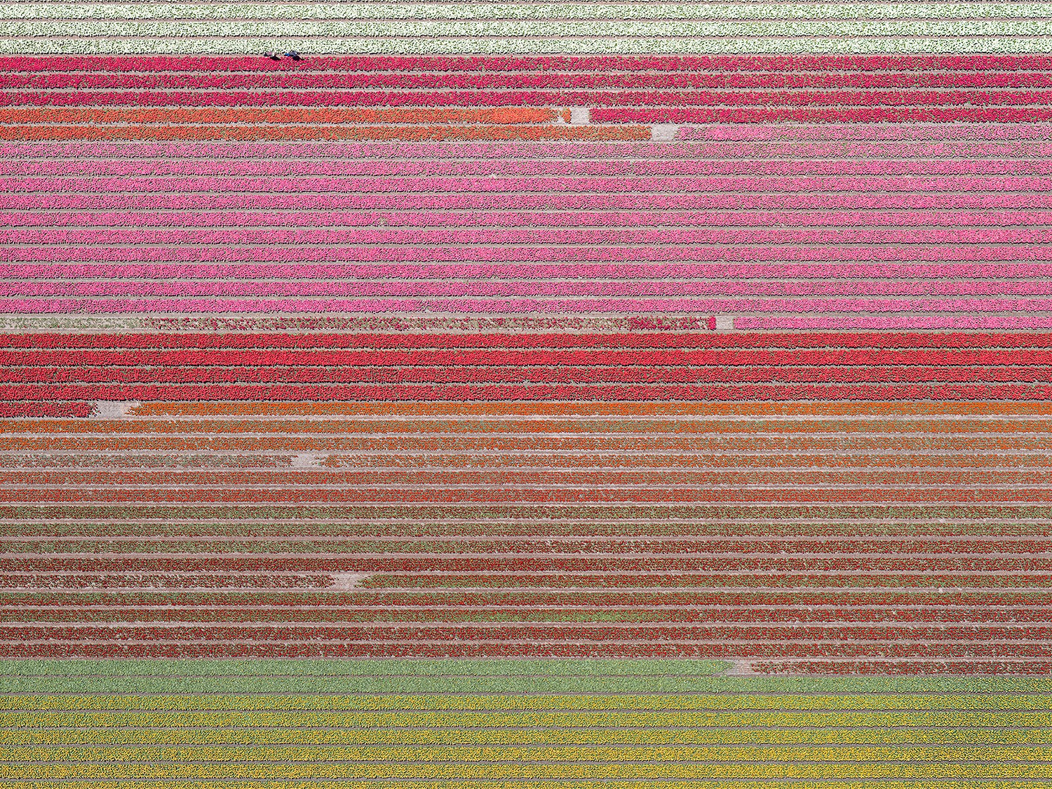 Bernhard Lang, AV_Tulip_Fields_035 Bernhard Lang, AV_Tulip_Fields_035