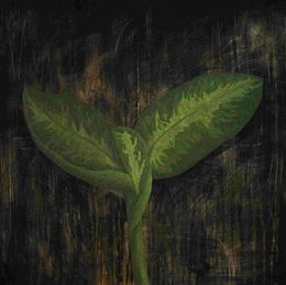 Painting, Pericol (Dangerous) Dieffenbachia, Amalia Crisan