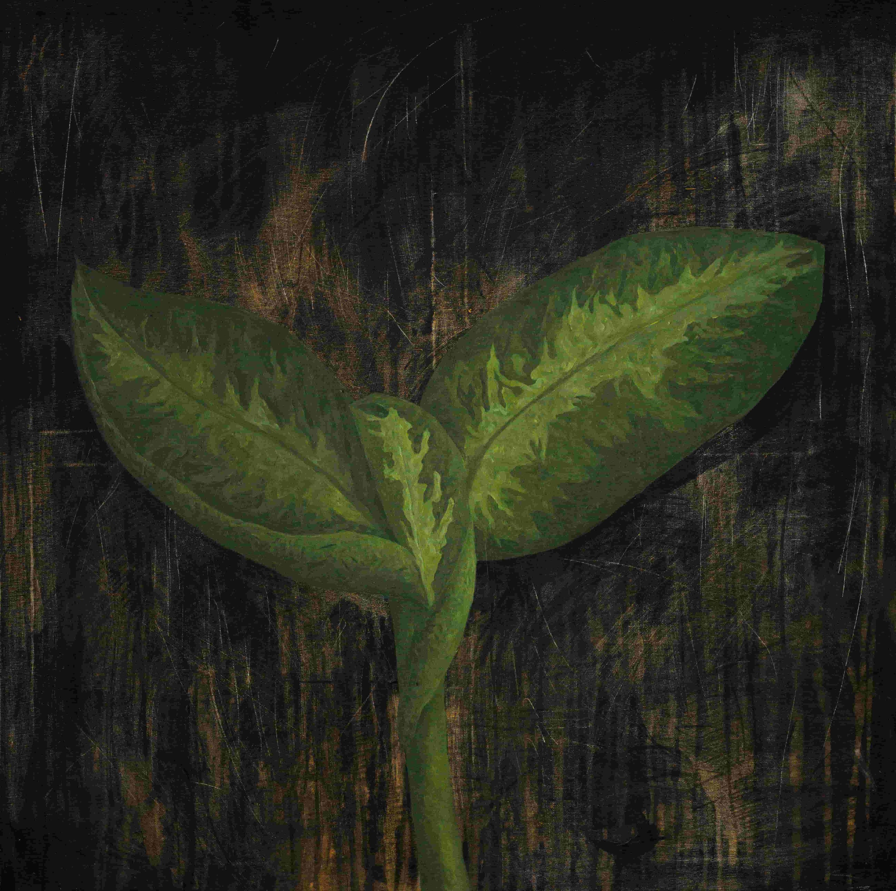Amalia Crisan, Pericol (Dangerous) Dieffenbachia Amalia Crisan, Pericol (Dangerous) Dieffenbachia