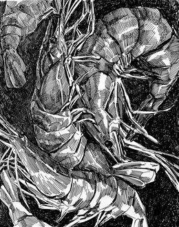 Dessin, I really love shrimp., Iryna Burda
