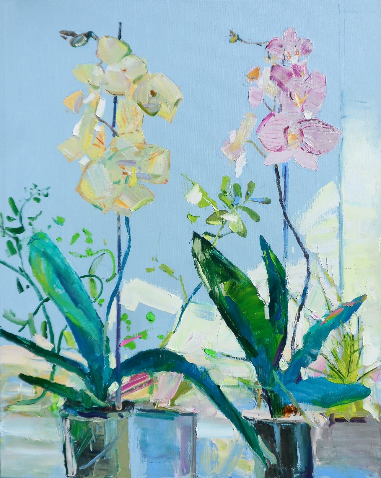 Yehor Dulin, Phalaenopsis Yehor Dulin, Phalaenopsis