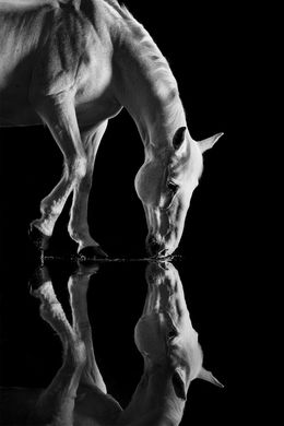 Photography, Oedipus, Mark Harvey