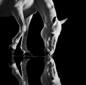 Photography, Oedipus, Mark Harvey