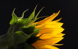 Photography, Pélatos de sol, María Clemencia Arbeláez