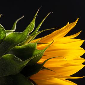 Photography, Pélatos de sol, María Clemencia Arbeláez