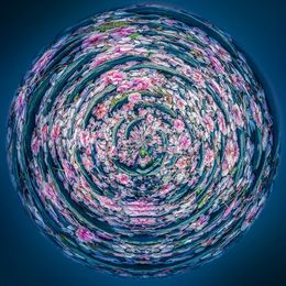 Photography, Cycle Pivoine, Paul Marnef