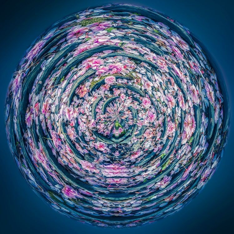 Paul Marnef, Cycle Pivoine Paul Marnef, Cycle Pivoine