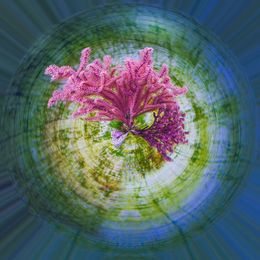 Photography, Rêve de Corail, Paul Marnef