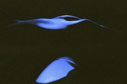 Fotografia, Shape & Form (Blue Nude), Michael David Walrond