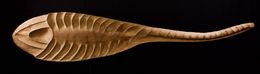 Sculpture, Spoonshell, Lionel Le Coq