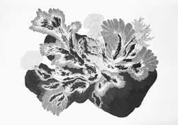 Fine Art Drawings, Natural Elements n°3, Imhathai Suwatthanasilp