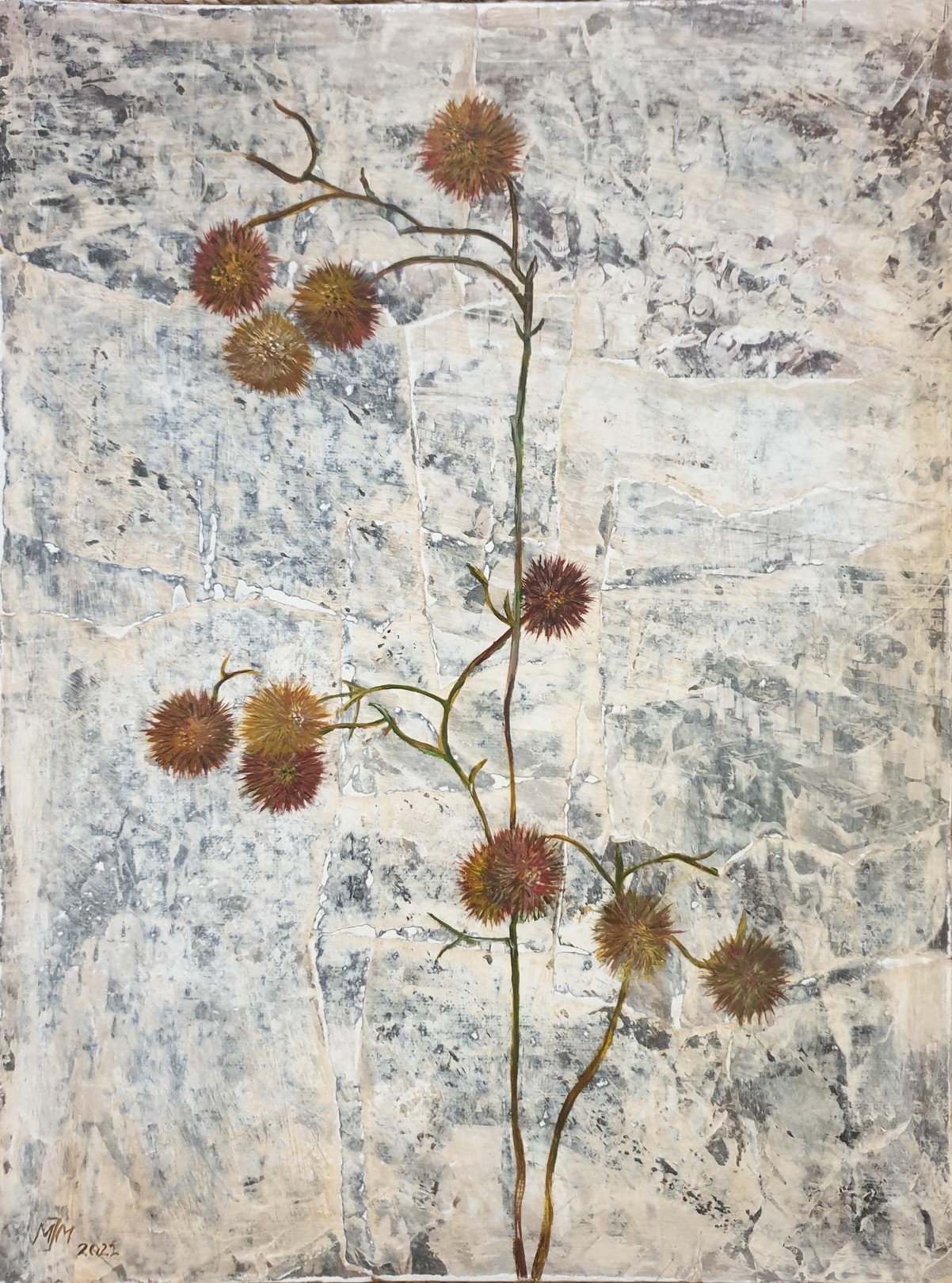 Menno Modderman, Gomphrena. Botanical Study Menno Modderman, Gomphrena. Botanical Study