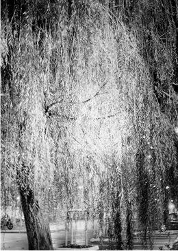 Fotografien, Le Saule, Elizabeth H