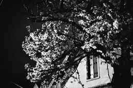Photographie, Le Pommier, Elizabeth H