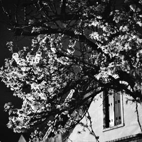 Photography, Le Pommier, Elizabeth H