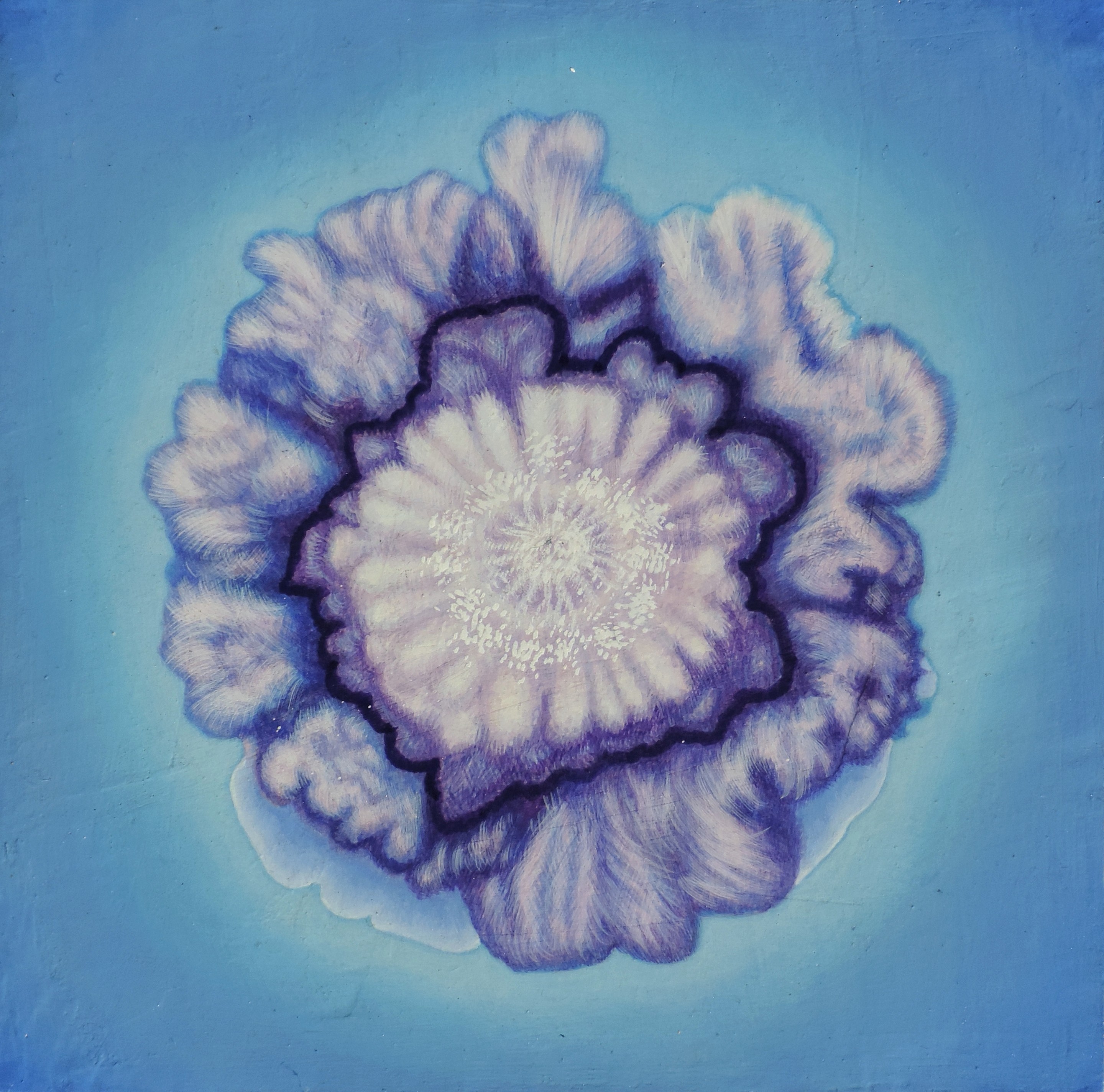 Taisia Korotkova, Endophyte blue Taisia Korotkova, Endophyte blue