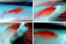 Photography, Red Fish Destruction. Quadriptych, Luca Artioli