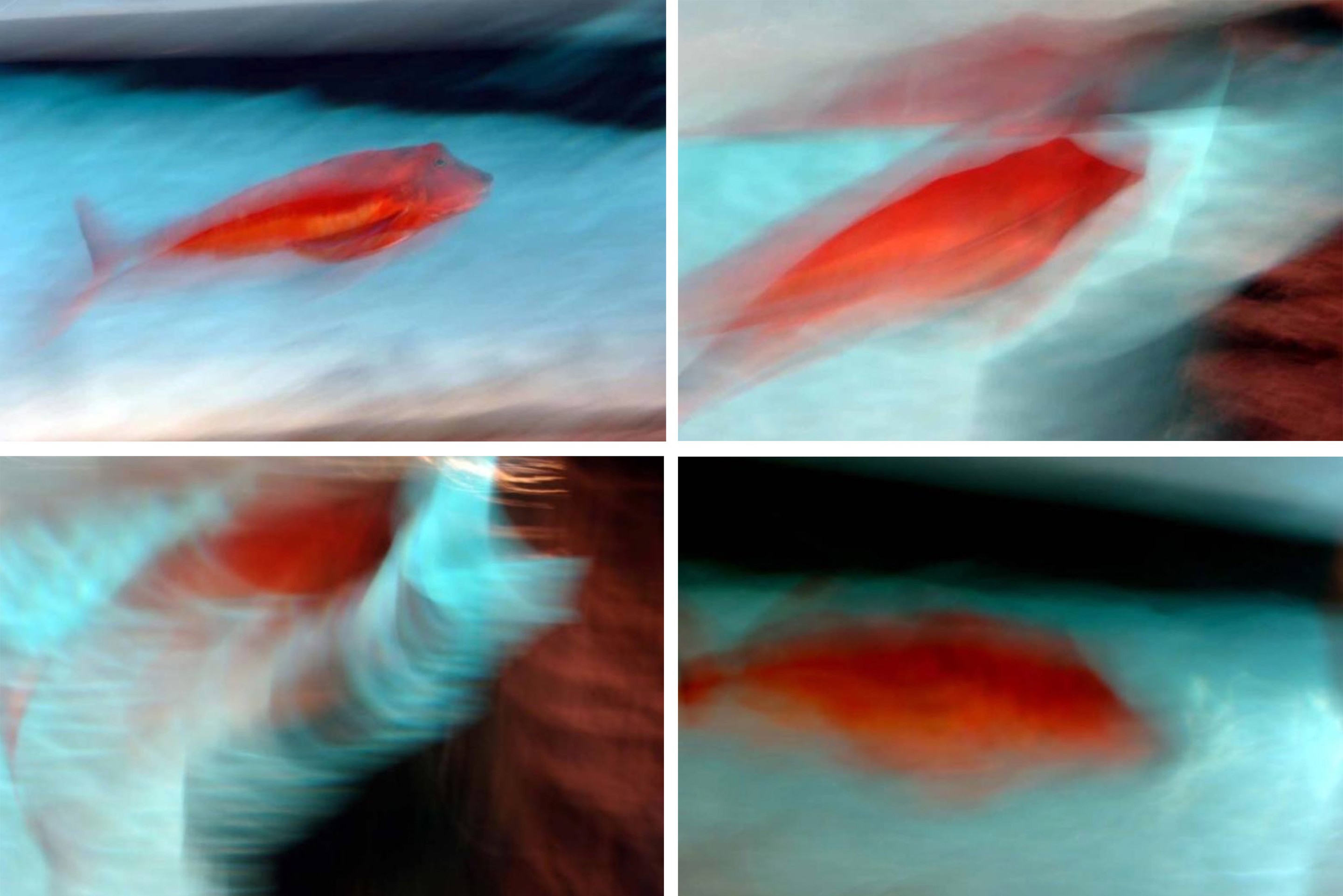 Luca Artioli, Red Fish Destruction. Quadriptych Luca Artioli, Red Fish Destruction. Quadriptych