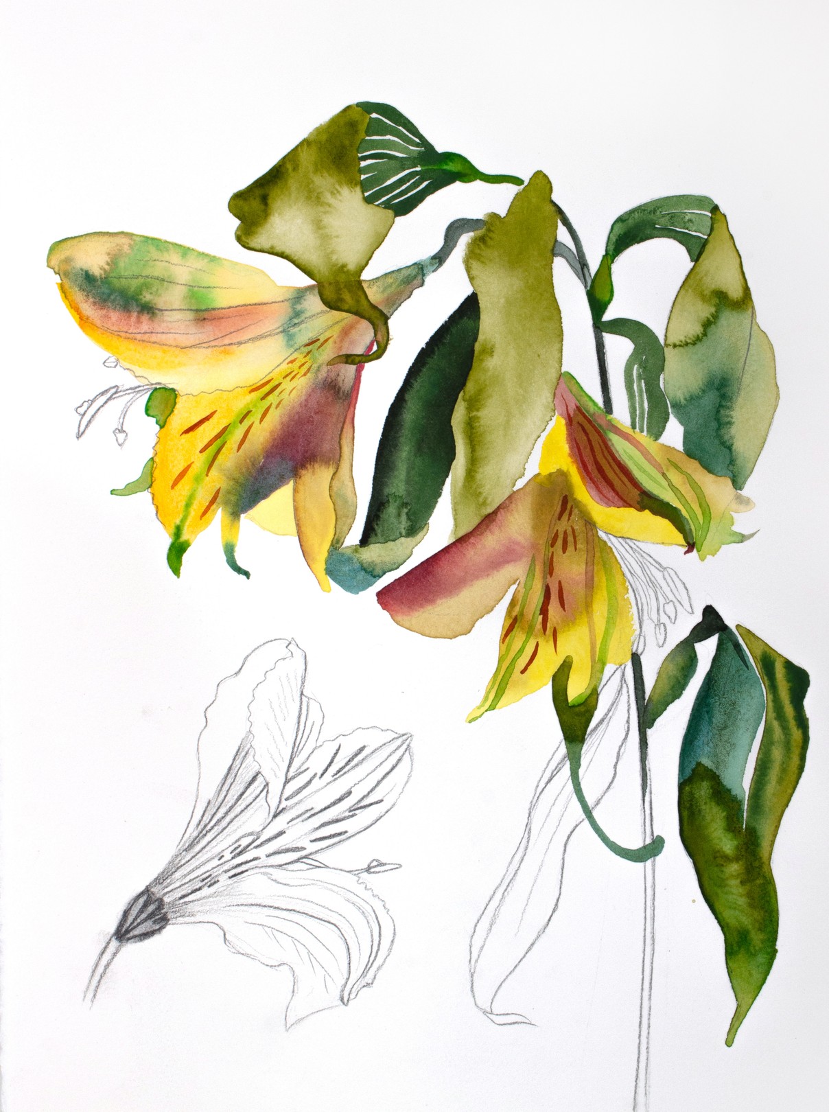 Elizabeth Becker, Lilies No. 8 Elizabeth Becker, Lilies No. 8
