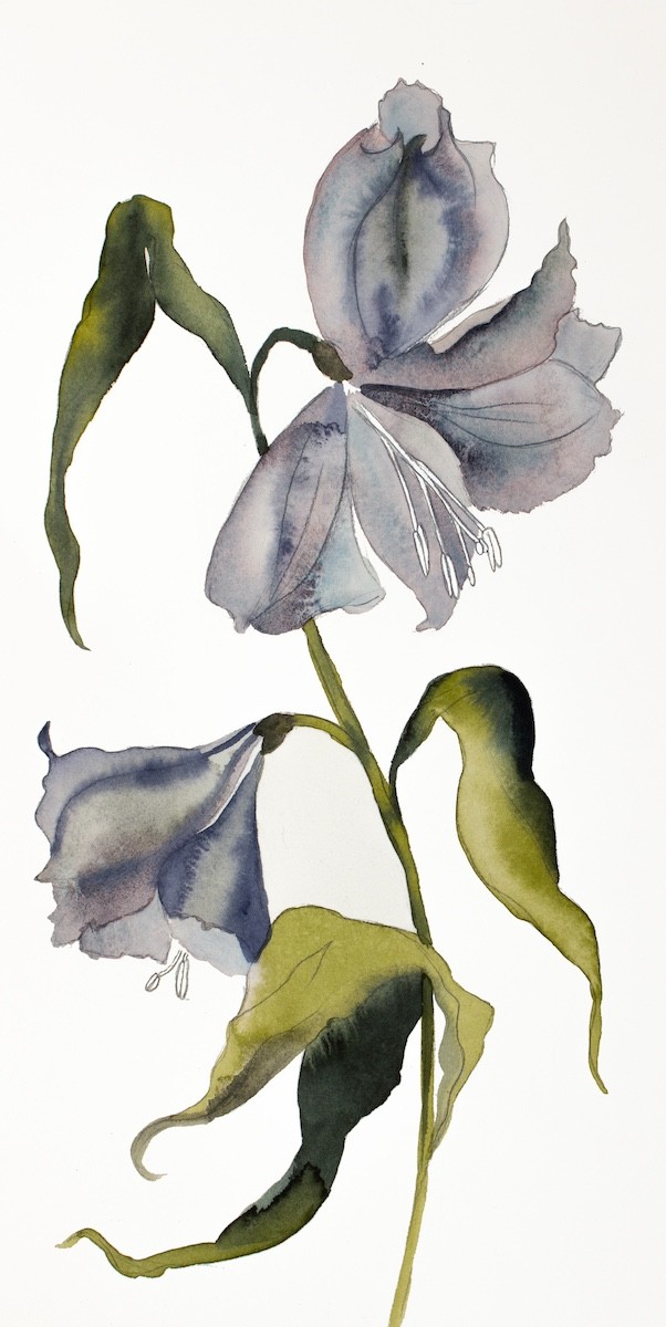 Elizabeth Becker, Lilies No. 13 Elizabeth Becker, Lilies No. 13