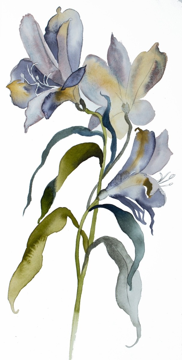 Elizabeth Becker, Lilies No. 14 Elizabeth Becker, Lilies No. 14