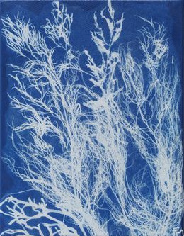 Gemälde, Algues bouquet 1 - Série Monde végétal, Fabienne Maunoury