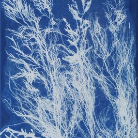 Gemälde, Algues bouquet 1 - Série Monde végétal, Fabienne Maunoury