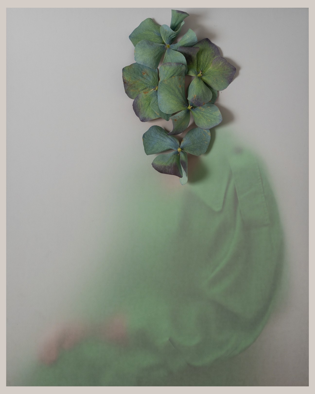 Alena Solomonova, Green head Alena Solomonova, Green head
